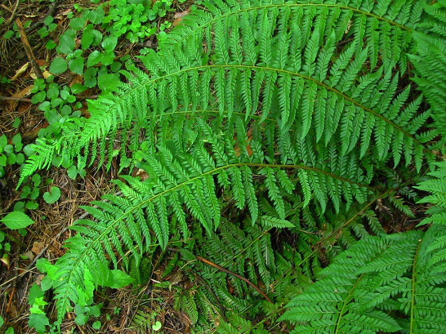 Изображение особи Polystichum aculeatum.