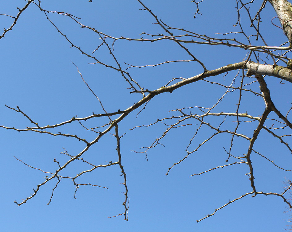 Image of Gleditsia triacanthos specimen.