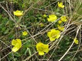 Ranunculus polyrhizos. Цветущие растения. Саратовская обл., г. Ртищево, окрестности Суханова оврага. 21.04.2013.