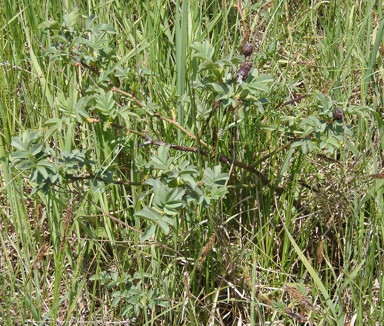 Image of genus Rosa specimen.