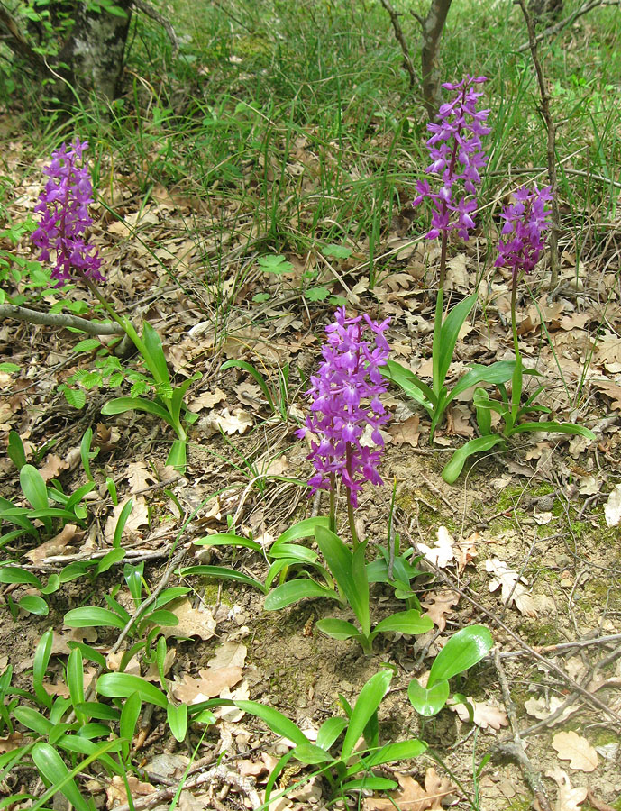 Изображение особи Orchis mascula.