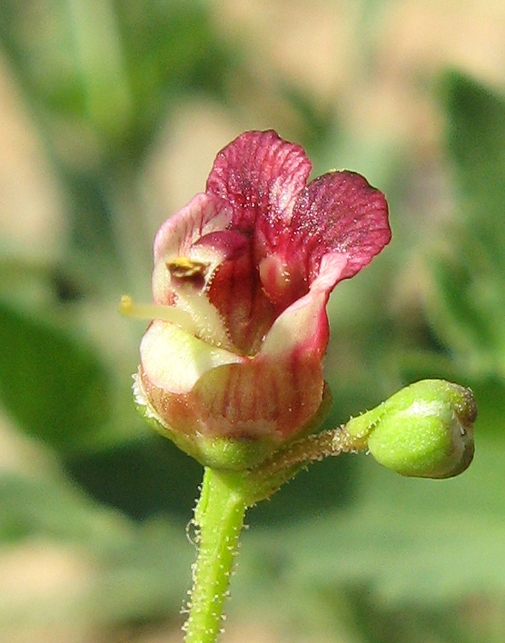 Изображение особи Scrophularia rupestris.