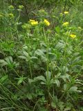 Potentilla umbrosa. Цветущие растения. Крым, Долгоруковская яйла. 2 июня 2013 г.