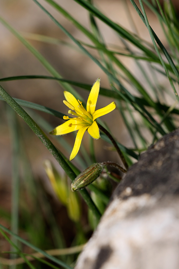 Image of genus Gagea specimen.