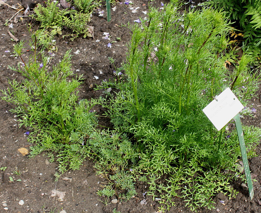 Image of Gilia achilleifolia specimen.