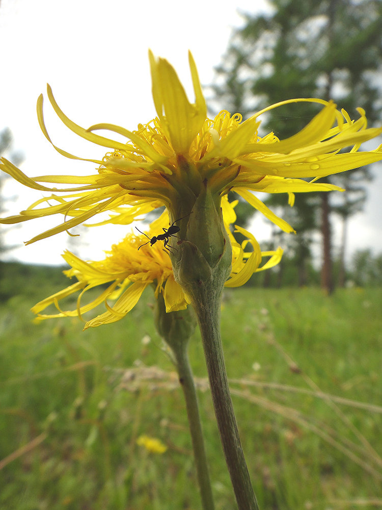 Image of Scorzonera radiata specimen.