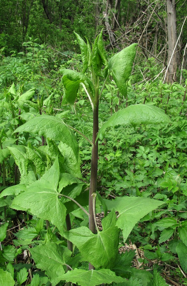 Image of Parasenecio hastatus specimen.