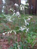 Silene nutans