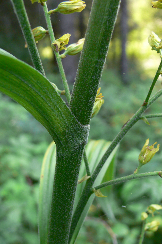 Изображение особи Veratrum lobelianum.