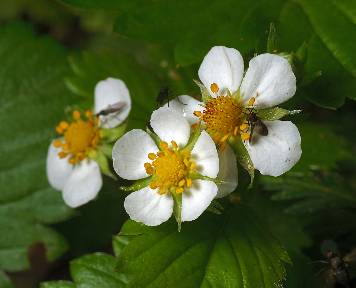 Изображение особи Fragaria vesca.