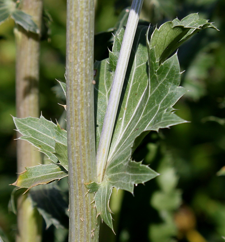 Изображение особи Eryngium palmatum.