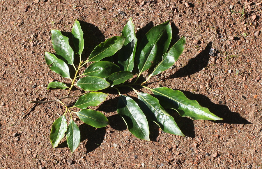 Image of Diospyros lotus specimen.