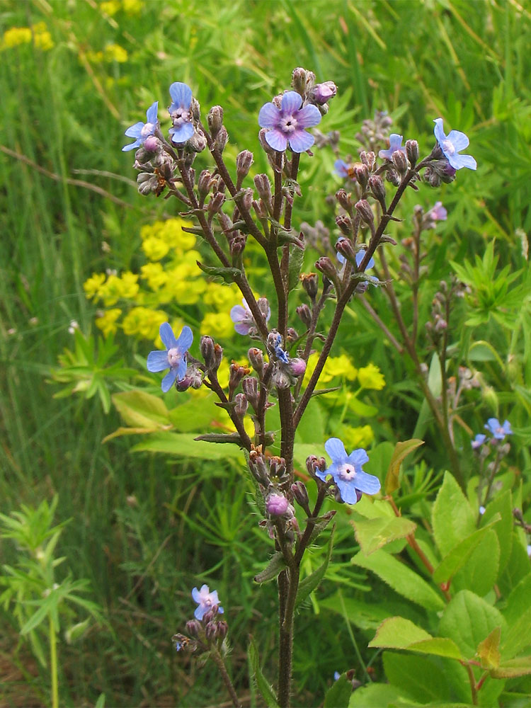 Image of Cynoglottis barrelieri specimen.