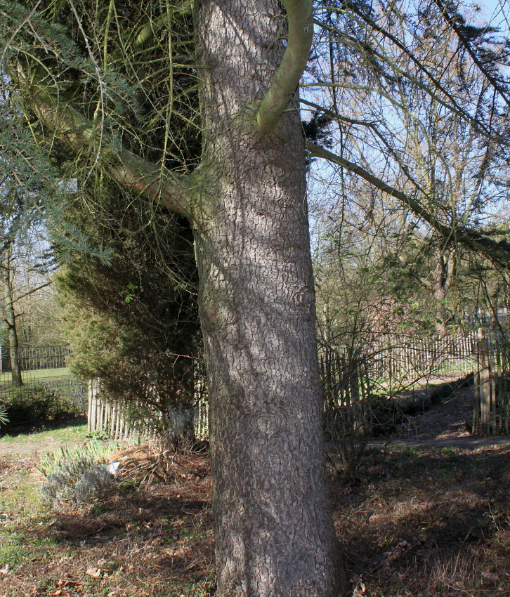 Image of Cedrus libani specimen.