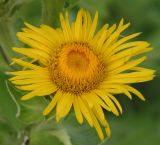 Inula helenium