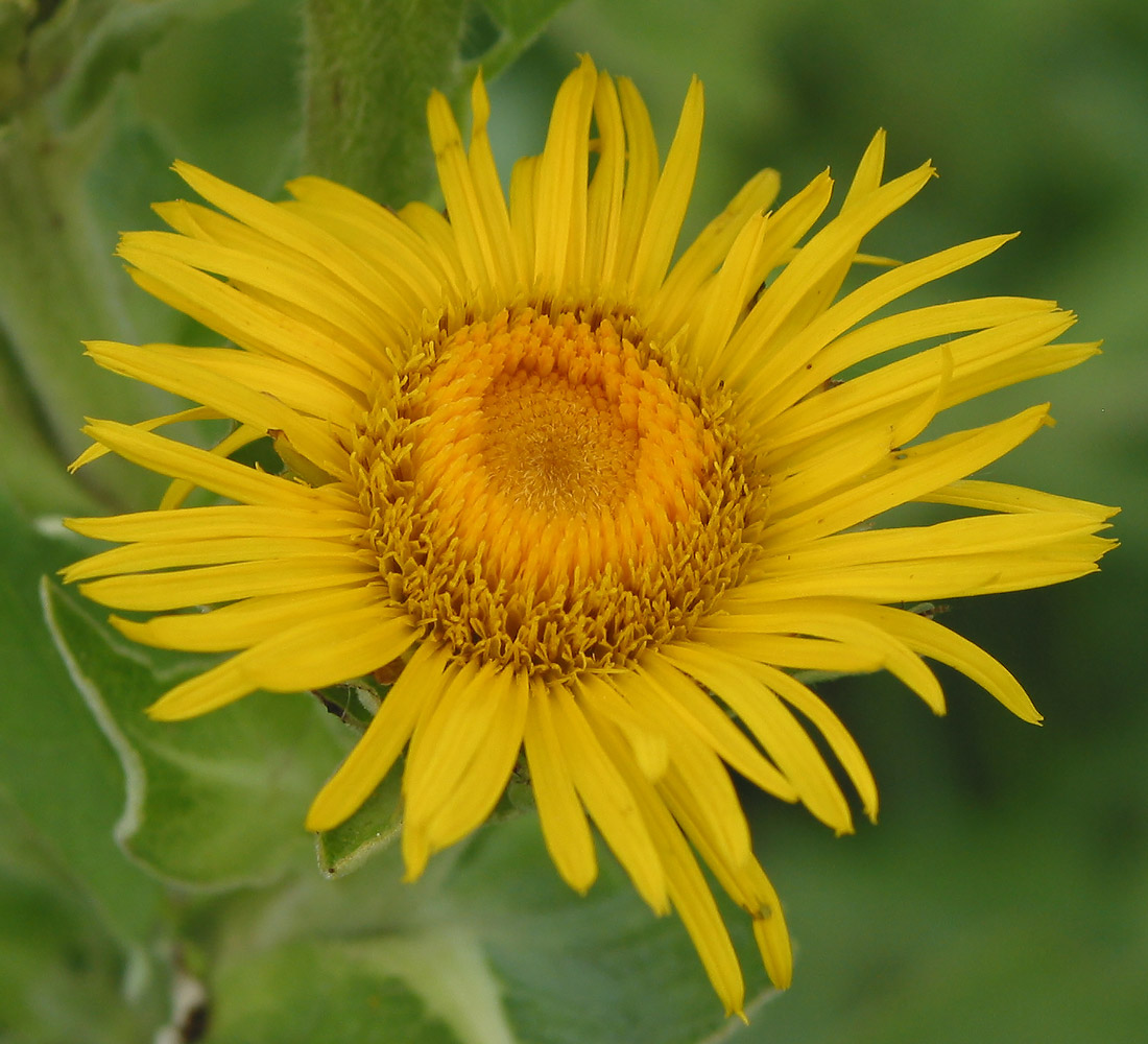 Изображение особи Inula helenium.