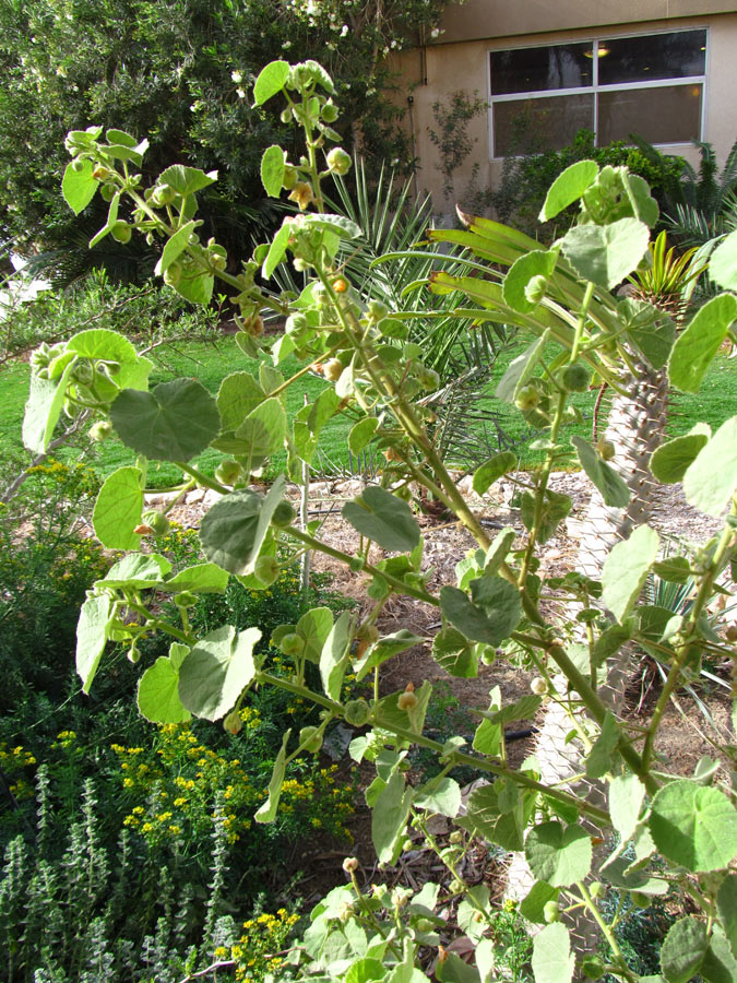 Image of Abutilon hirtum specimen.