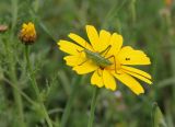 Glebionis coronaria. Нераскрывшееся (слева) и раскрывшееся соцветие с сидящим кузнечиком. Греция, п-ов Пелопоннес, окр. г. Катаколо. 12.04.2014.