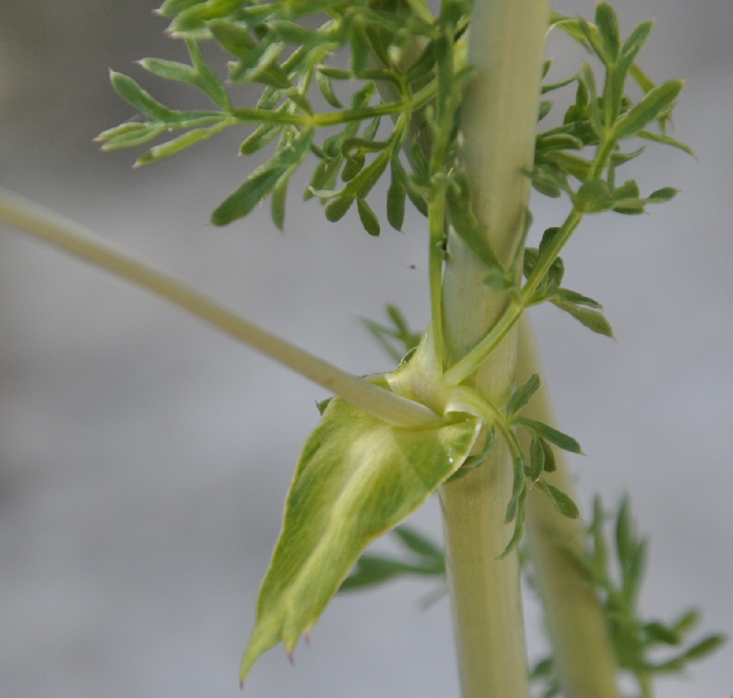 Изображение особи семейство Apiaceae.