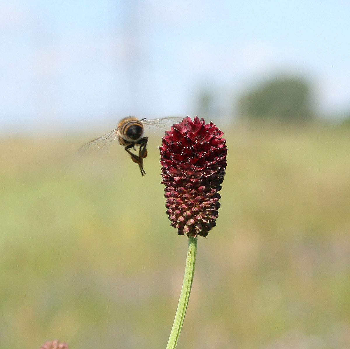 Image of Sanguisorba officinalis specimen.