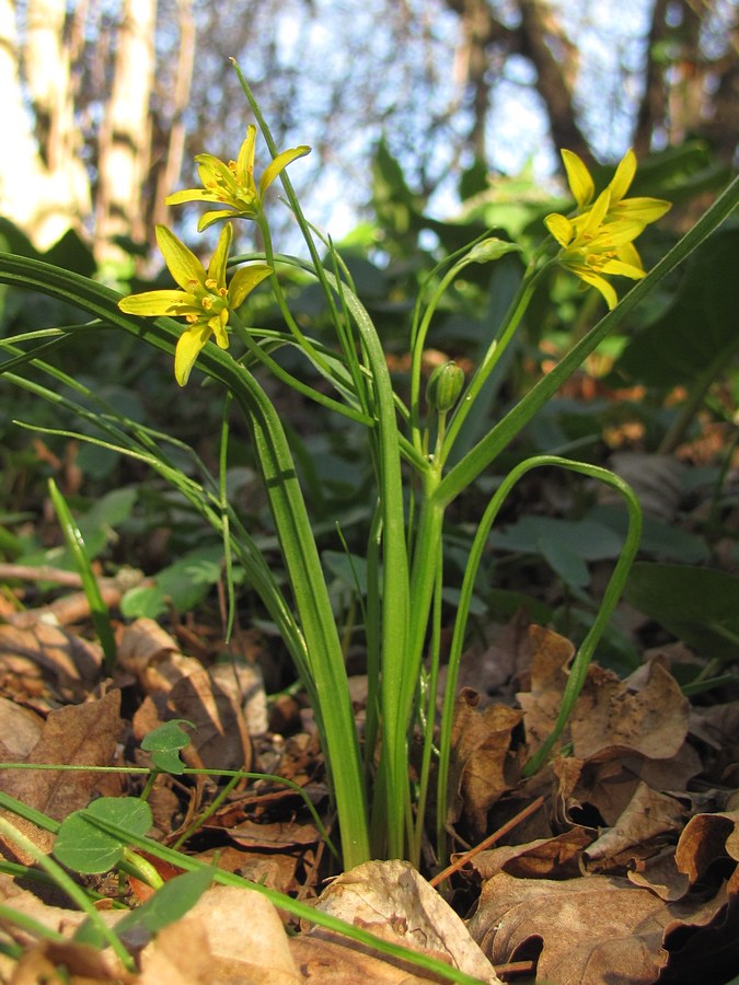 Image of Gagea lutea specimen.