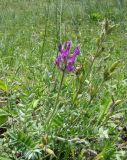 Oxytropis uralensis. Цветущее растение. Ульяновская обл., Карсунский р-н, южные склоны к р. Кандаратка против с. Малая Кандарать, выходы мела. 25.06.2011.