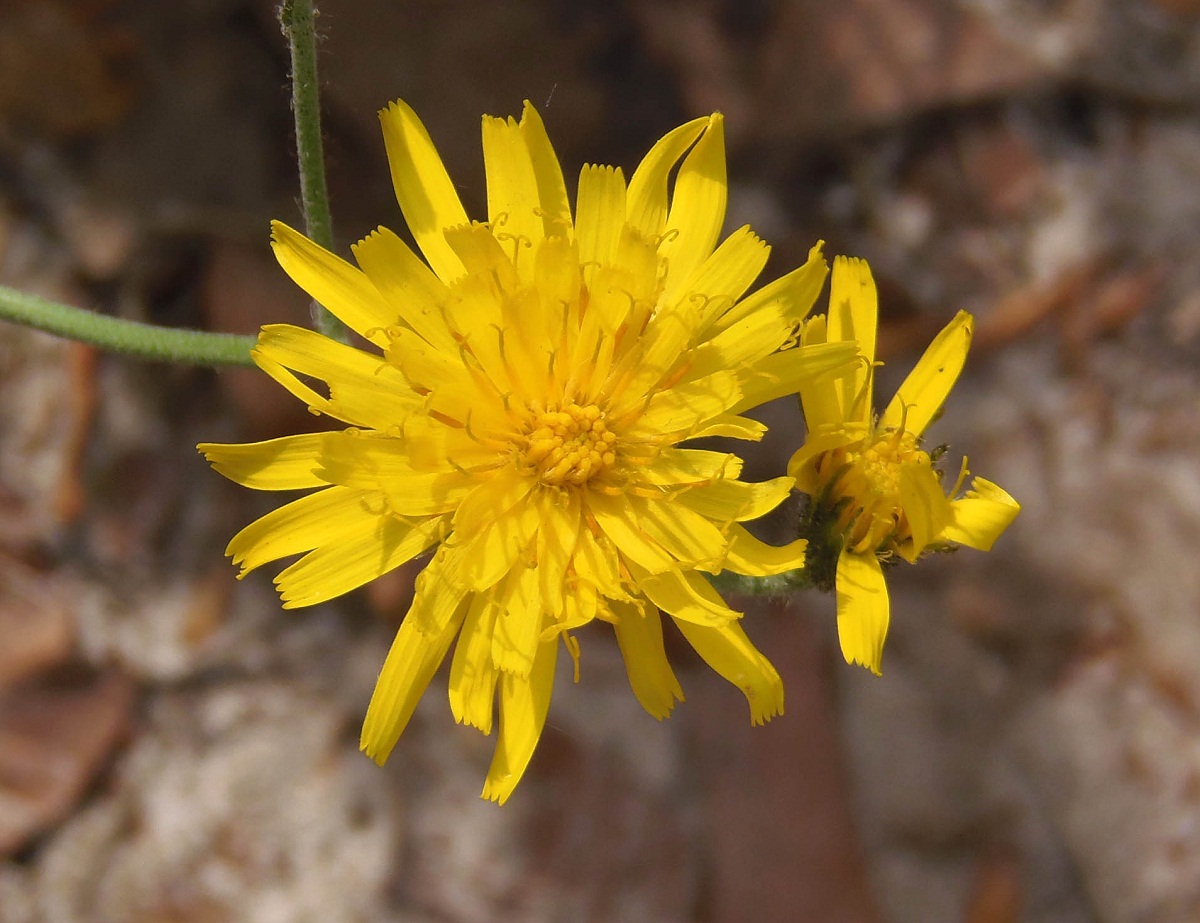 Image of genus Hieracium specimen.