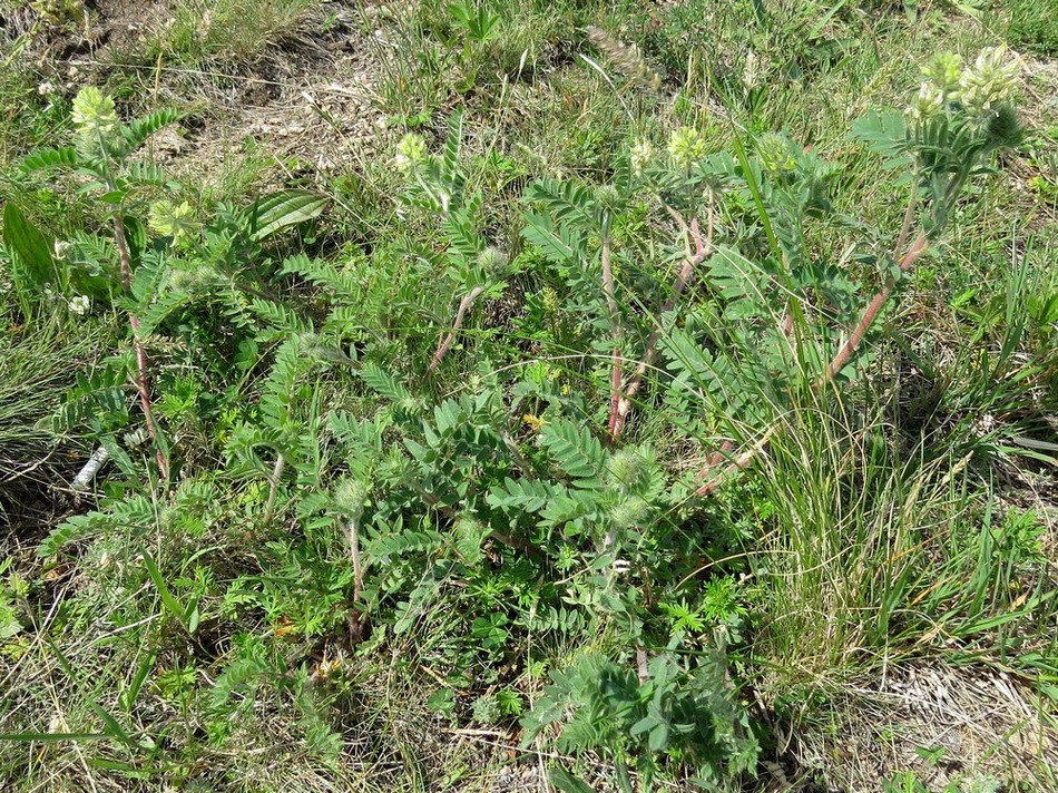 Image of Oxytropis pilosa specimen.