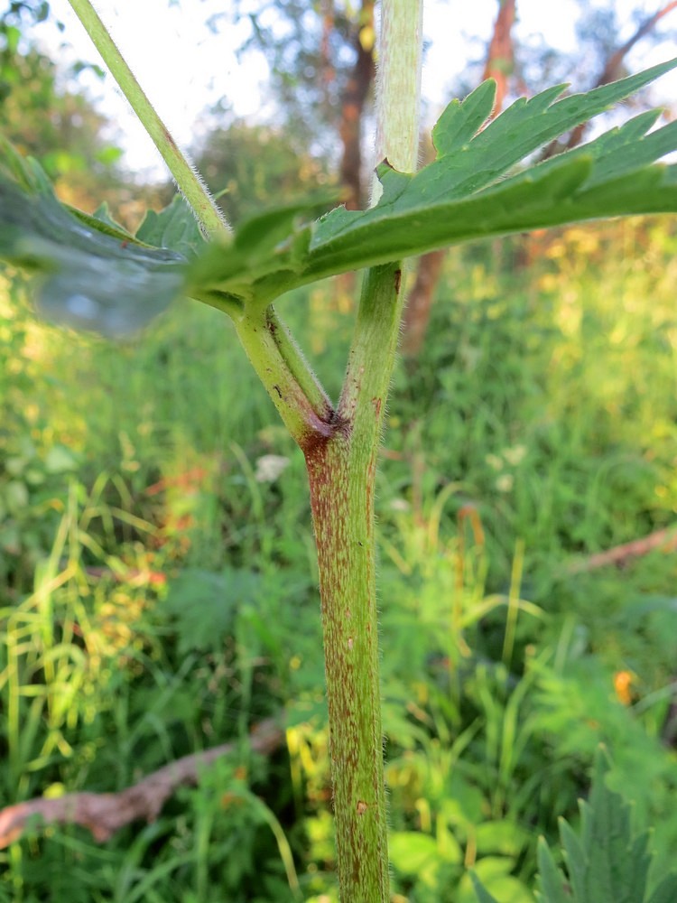 Image of Aconitum septentrionale specimen.