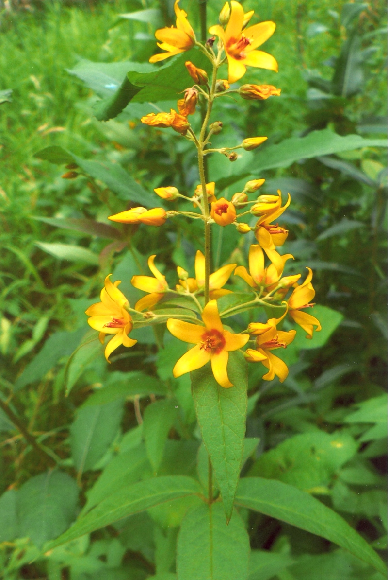 Image of Lysimachia vulgaris specimen.