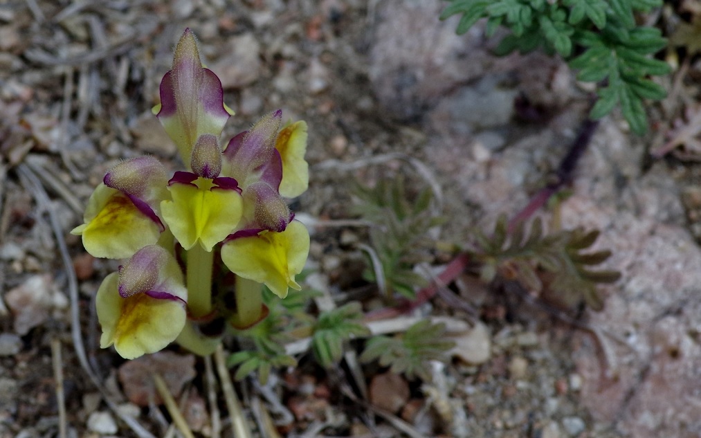 Image of Scutellaria przewalskii specimen.