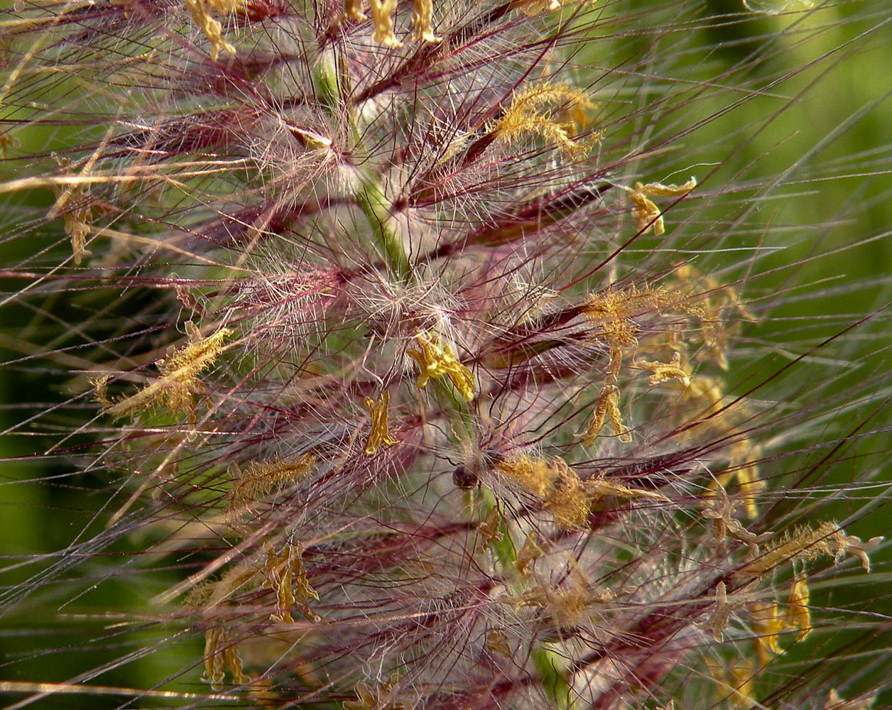 Image of Pennisetum setaceum specimen.