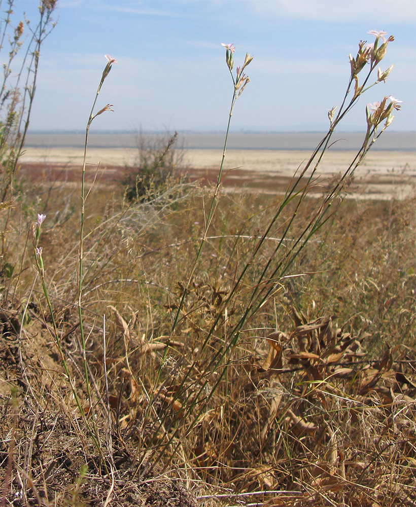 Image of Dianthus pallens specimen.