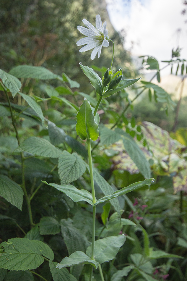 Изображение особи Cerastium davuricum.