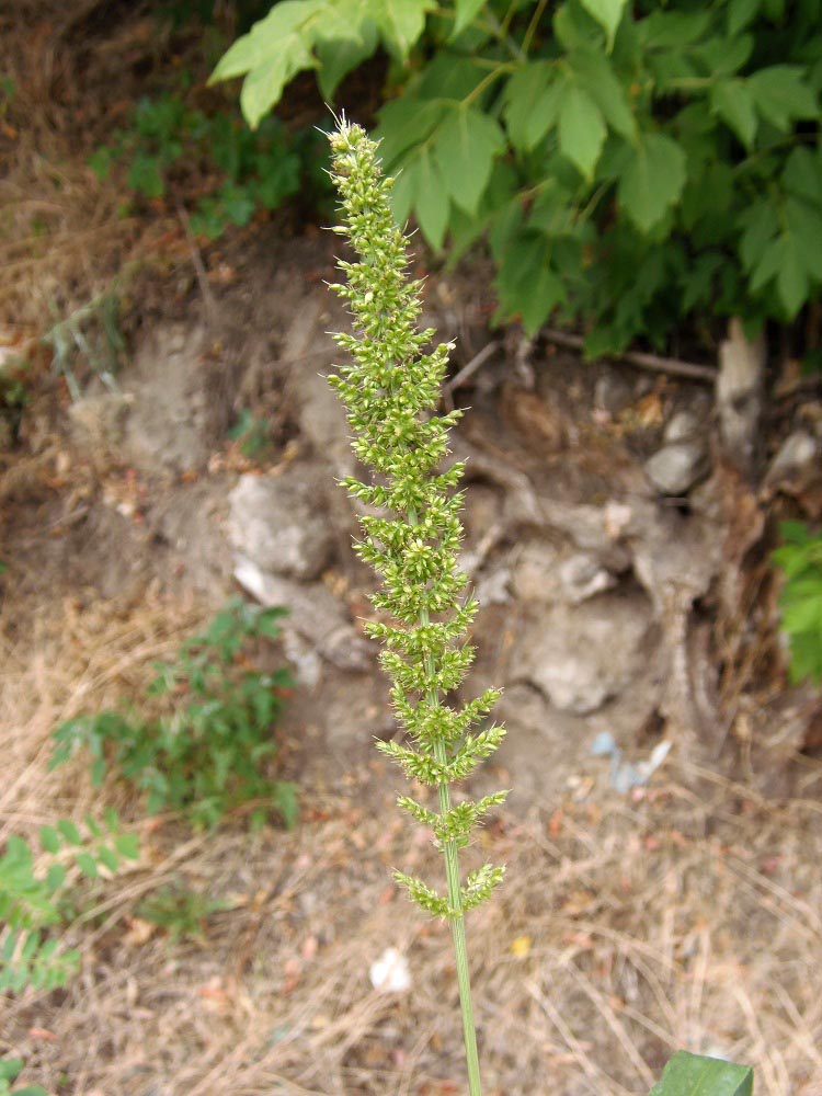 Image of genus Setaria specimen.