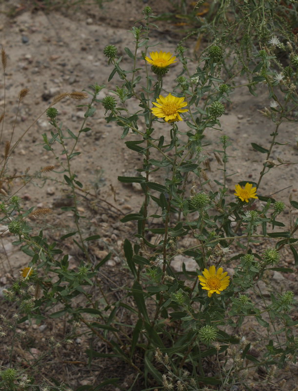 Image of Grindelia squarrosa specimen.