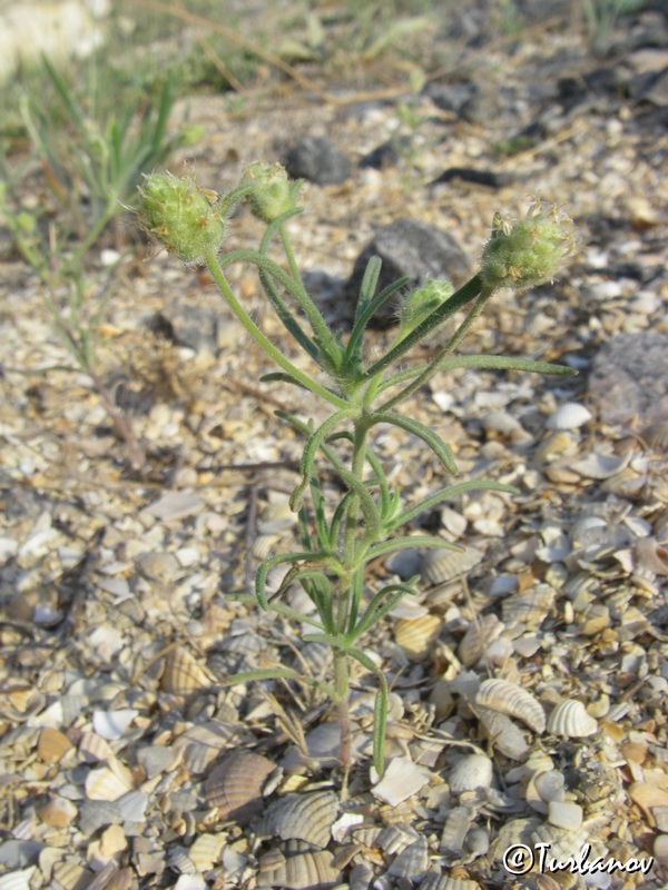 Image of Plantago arenaria specimen.