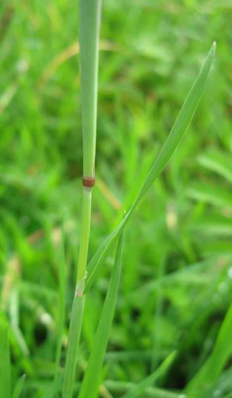 Image of Alopecurus geniculatus specimen.