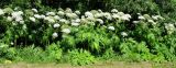 Heracleum mantegazzianum. Группа цветущих растений у обочины дороги. Нидерланды, окрестности Гронингена. Июль 2006 г.