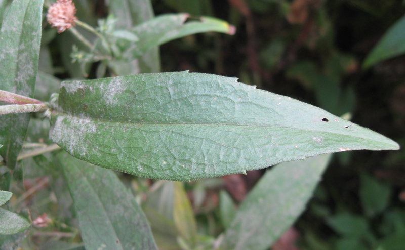 Image of Symphyotrichum novi-belgii specimen.