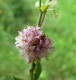 Cuscuta epithymum