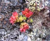 Sedum tenellum. Цветущее растение (высота 2 см). Северные отроги Эльбруса, 3000 м н.у.м. Июнь 2008 г.