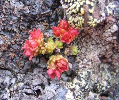 Изображение особи Sedum tenellum.