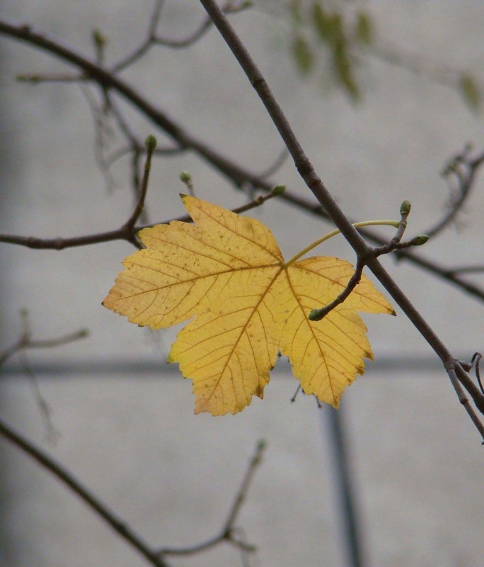 Image of Acer pseudoplatanus specimen.