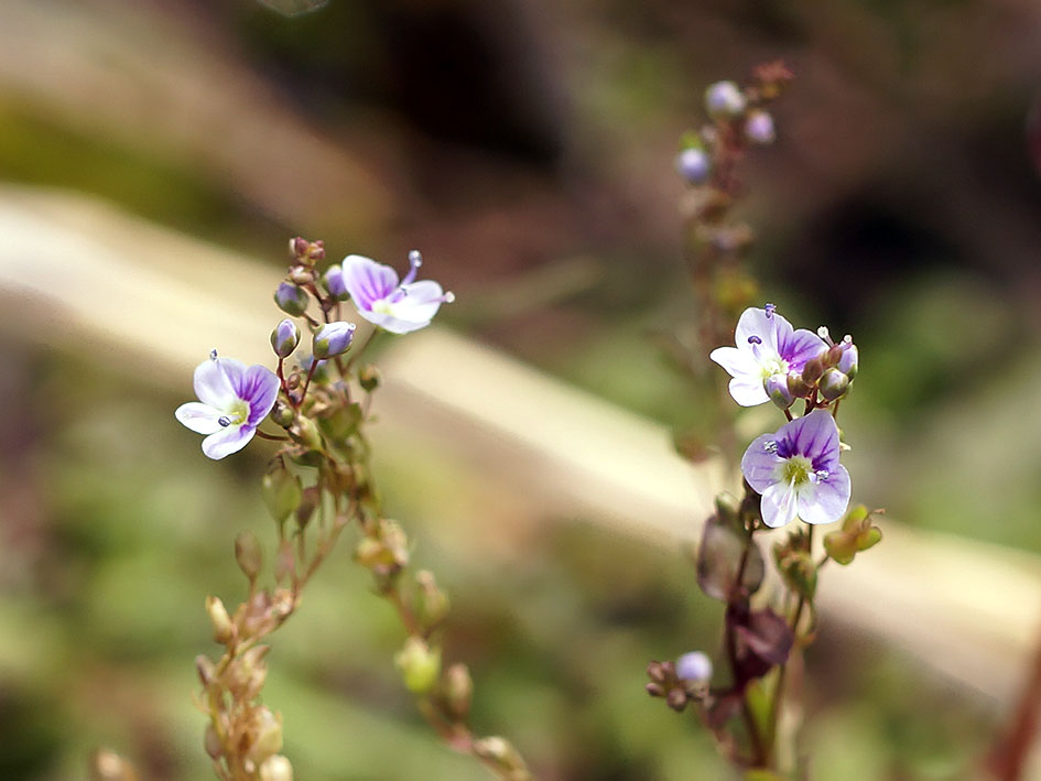 Image of Veronica serpyllifolia specimen.