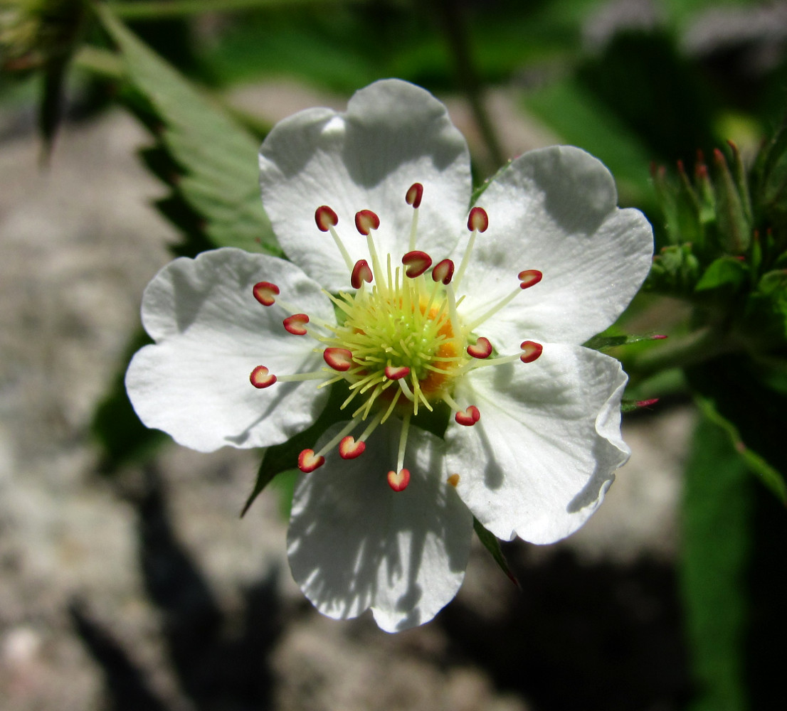 Image of Potentilla elatior specimen.