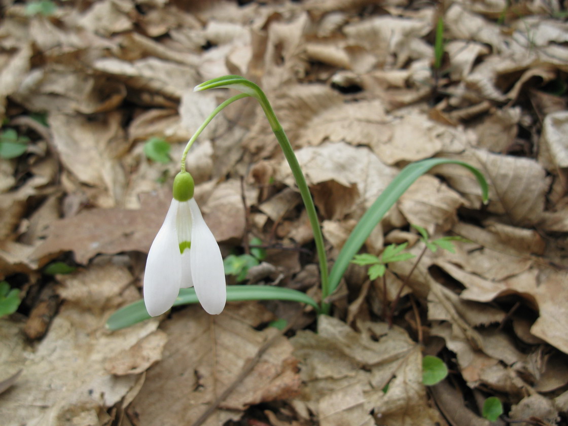 Image of Galanthus nivalis specimen.