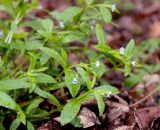 Omphalodes scorpioides