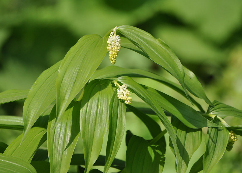 Image of Smilacina racemosa specimen.