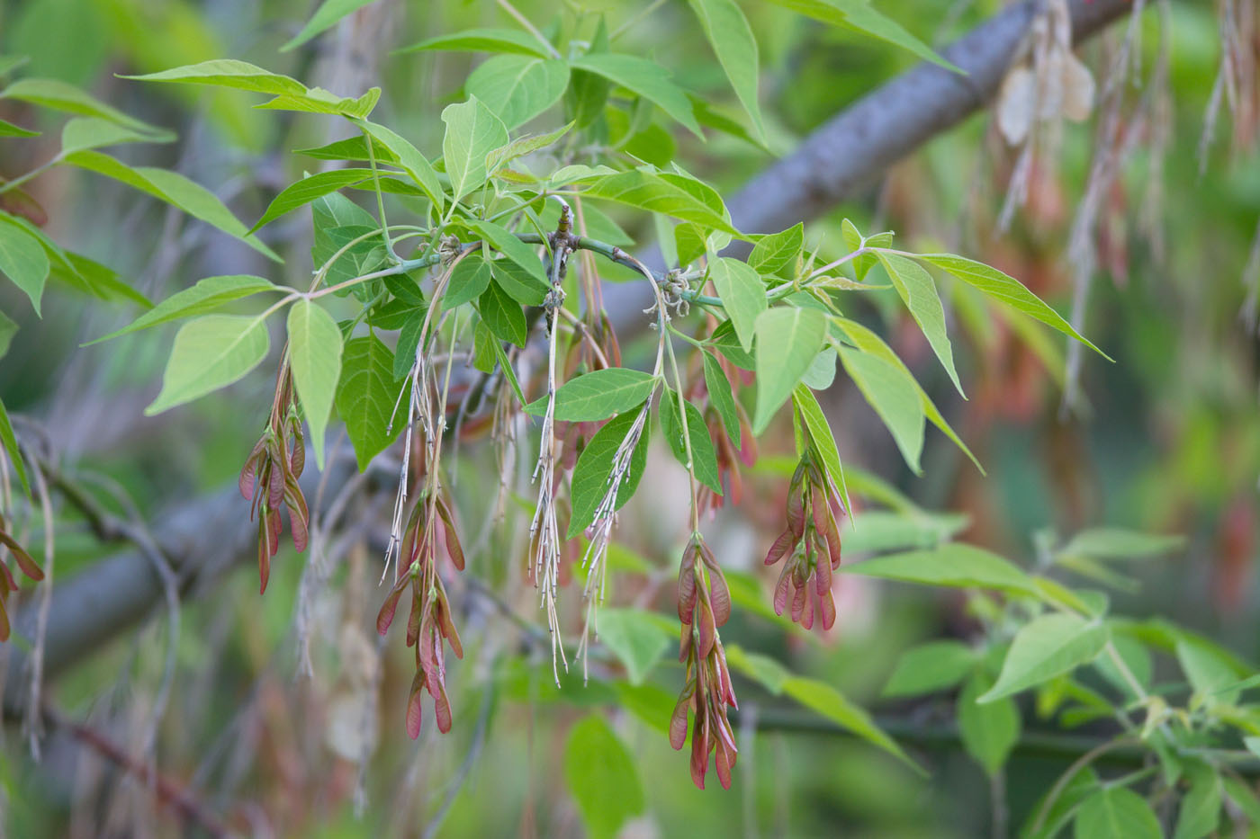 Image of Acer negundo specimen.